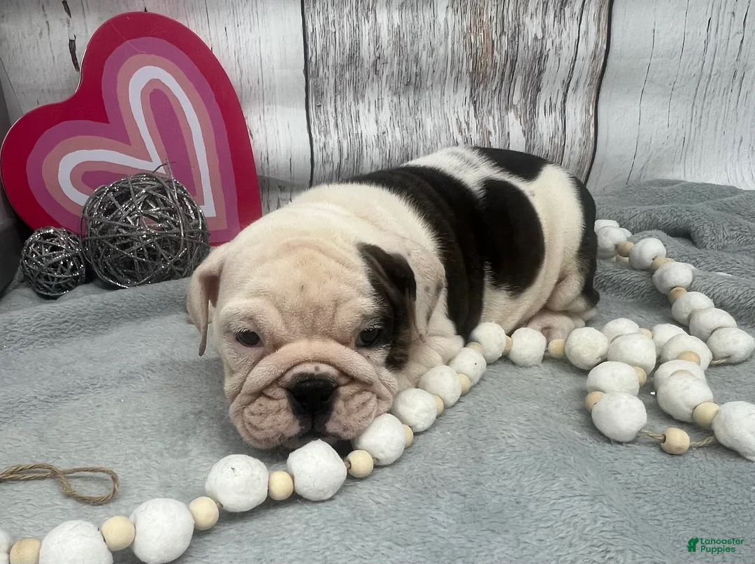 English Bulldog dogs for sale: Lilly - Ad 1
