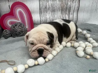 English Bulldog dogs Lilly - Ad 2