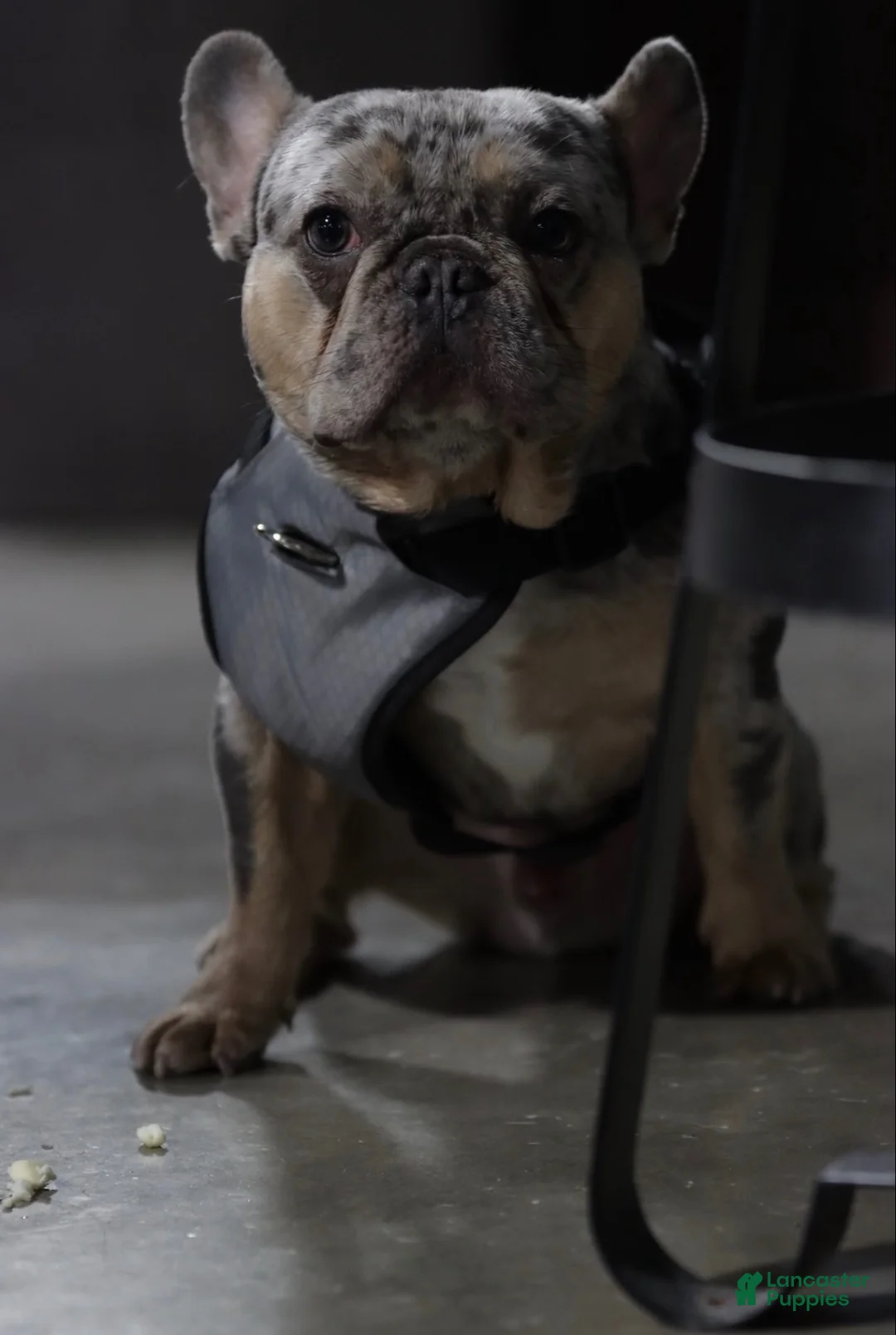 French Bulldog dogs for sale: French Bulldog 2 - Ad 3