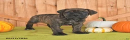 Cane Corso dogs for sale: Buster - Ad 5