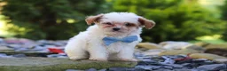 Cavapoo dogs for sale: Marley - Ad 4