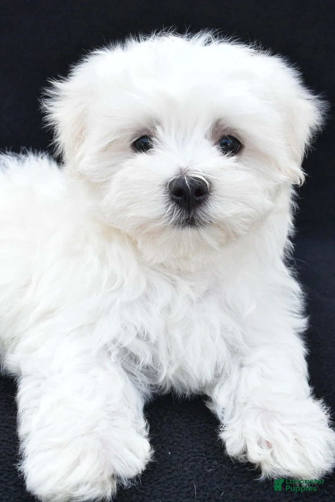 Maltese dogs for sale: Sammy - Ad 11
