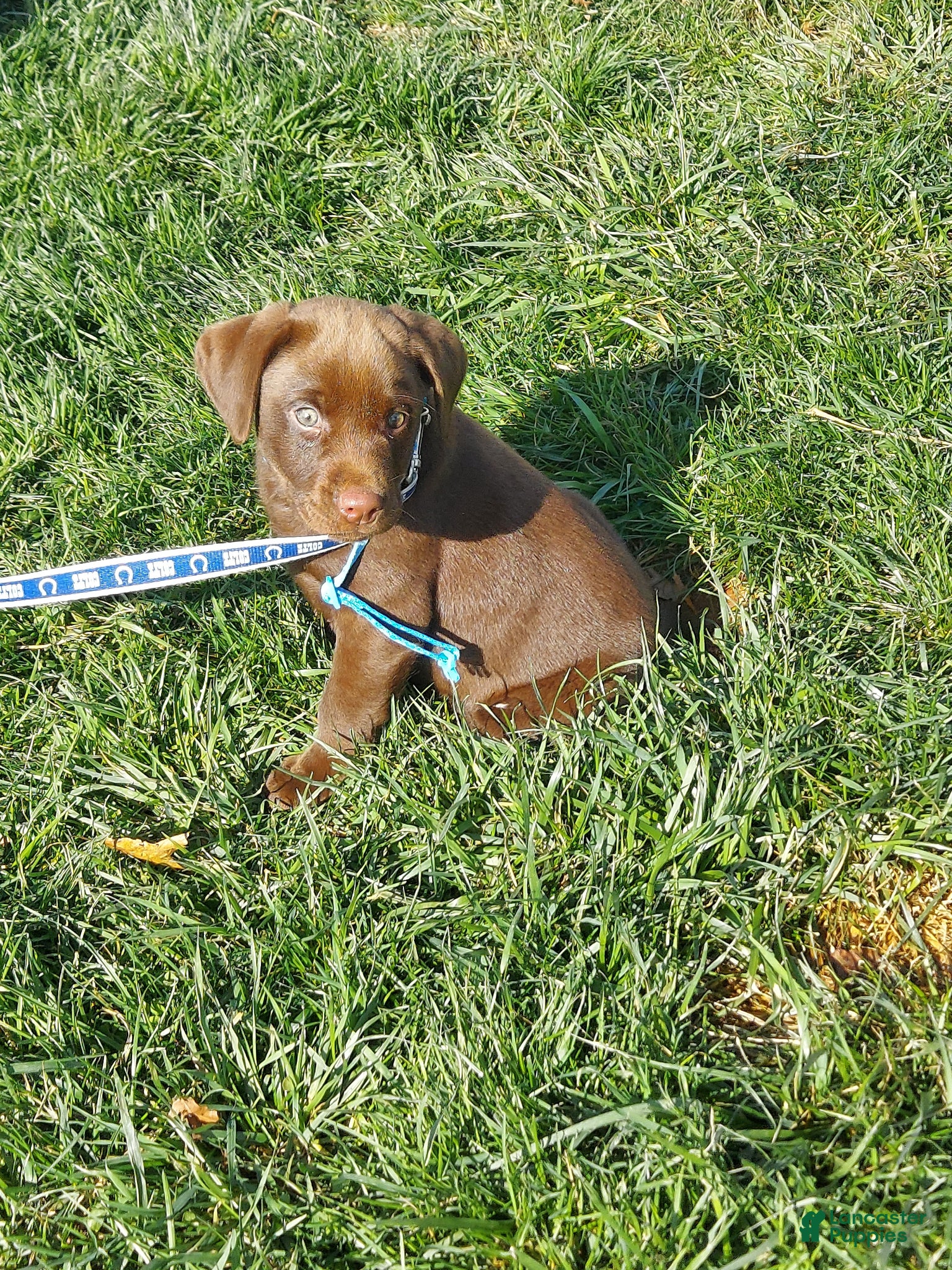 Labrador Retriever dogs Twix - Ad 1