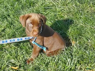 Labrador Retriever dogs for sale: Twix - Ad 2