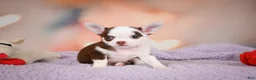 Chihuahua dogs for sale: JOLENE - Ad 5