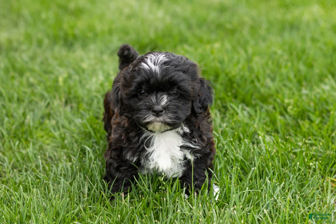 Shihpoo dogs for sale: Ivan - Ad 2