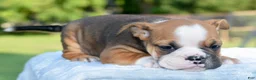 Mixed Breed dogs for sale: Bruno mini hybrid bulldog  - Ad 32