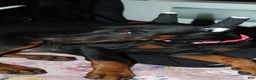 Doberman Pinscher dogs for sale: Chili - Ad 5