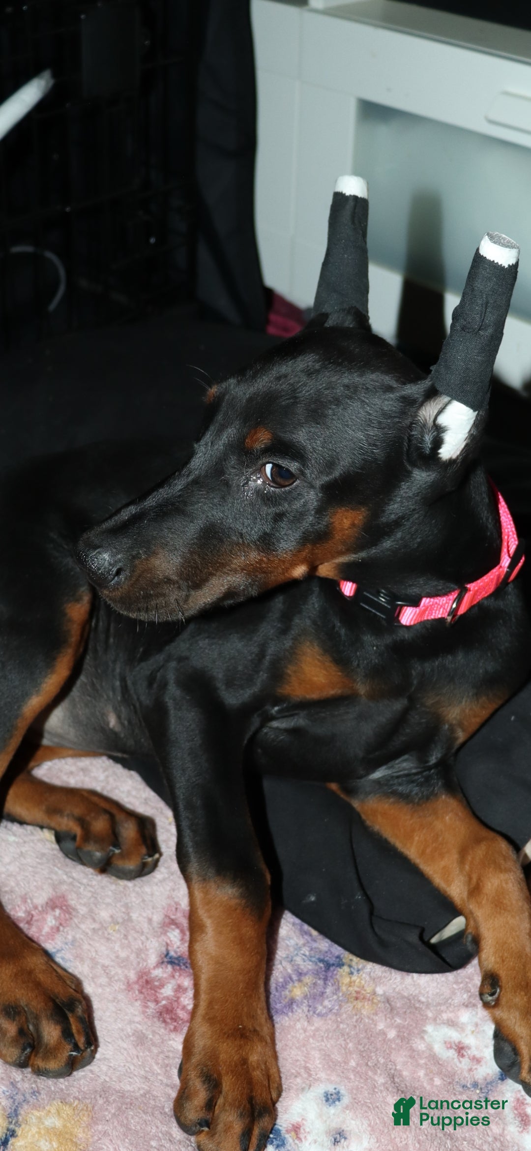 Doberman Pinscher dogs for sale: Chili - Ad 5