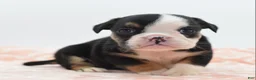Mixed Breed dogs for sale: Princess  - Ad 3