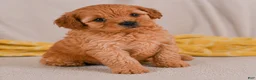 Cavapoo dogs for sale: Mila - Ad 3