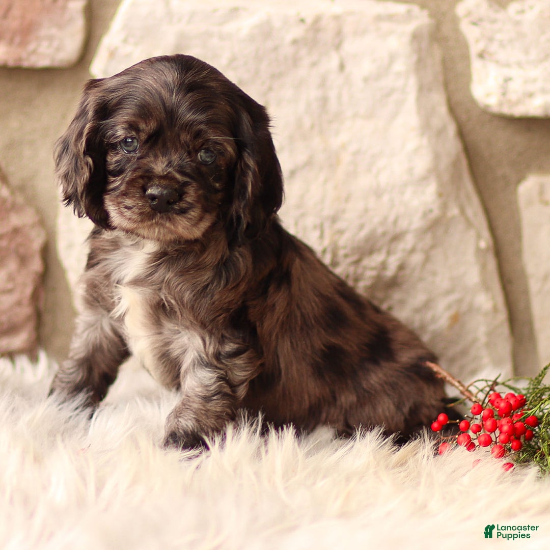 Cocker Spaniel dogs for sale: Dixie - Ad 3