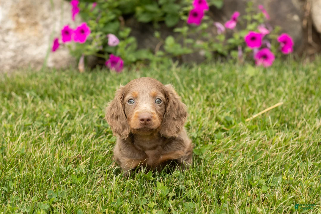 Dachshund dogs for sale: Heidi  - Ad 2