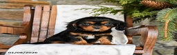 Cavalier King Charles Spaniel dogs for sale: Twix - Ad 3