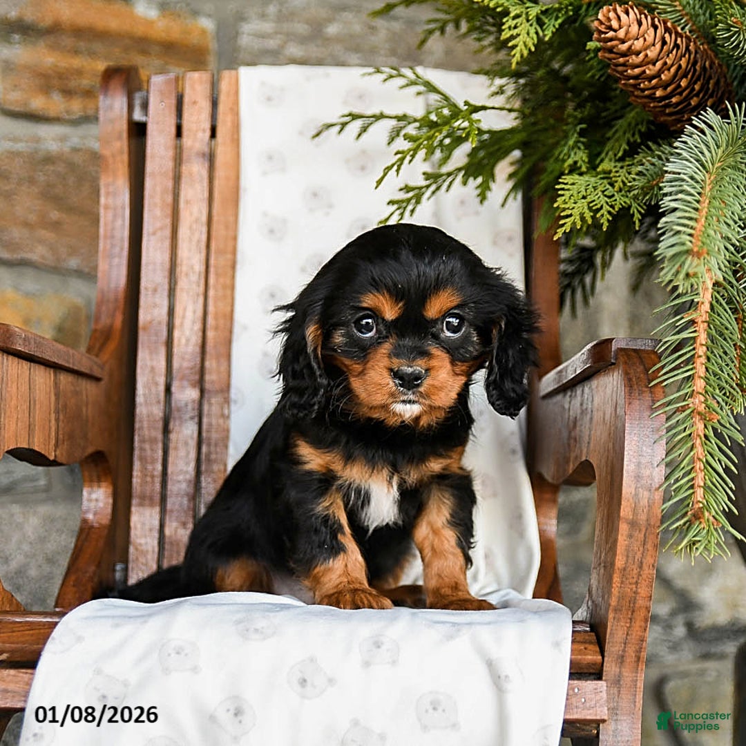 Cavalier King Charles Spaniel dogs for sale: Twix - Ad 3