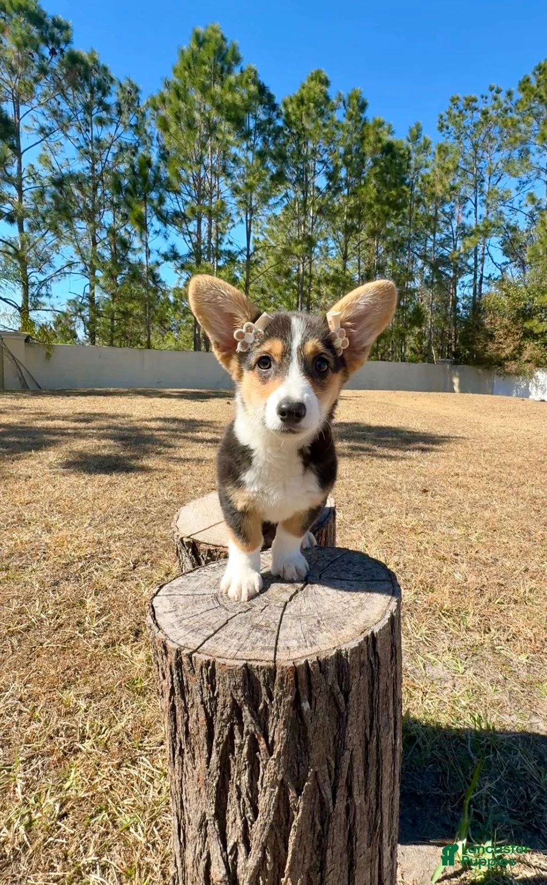 Mixed Breed dogs for sale: Sky  - Ad 8