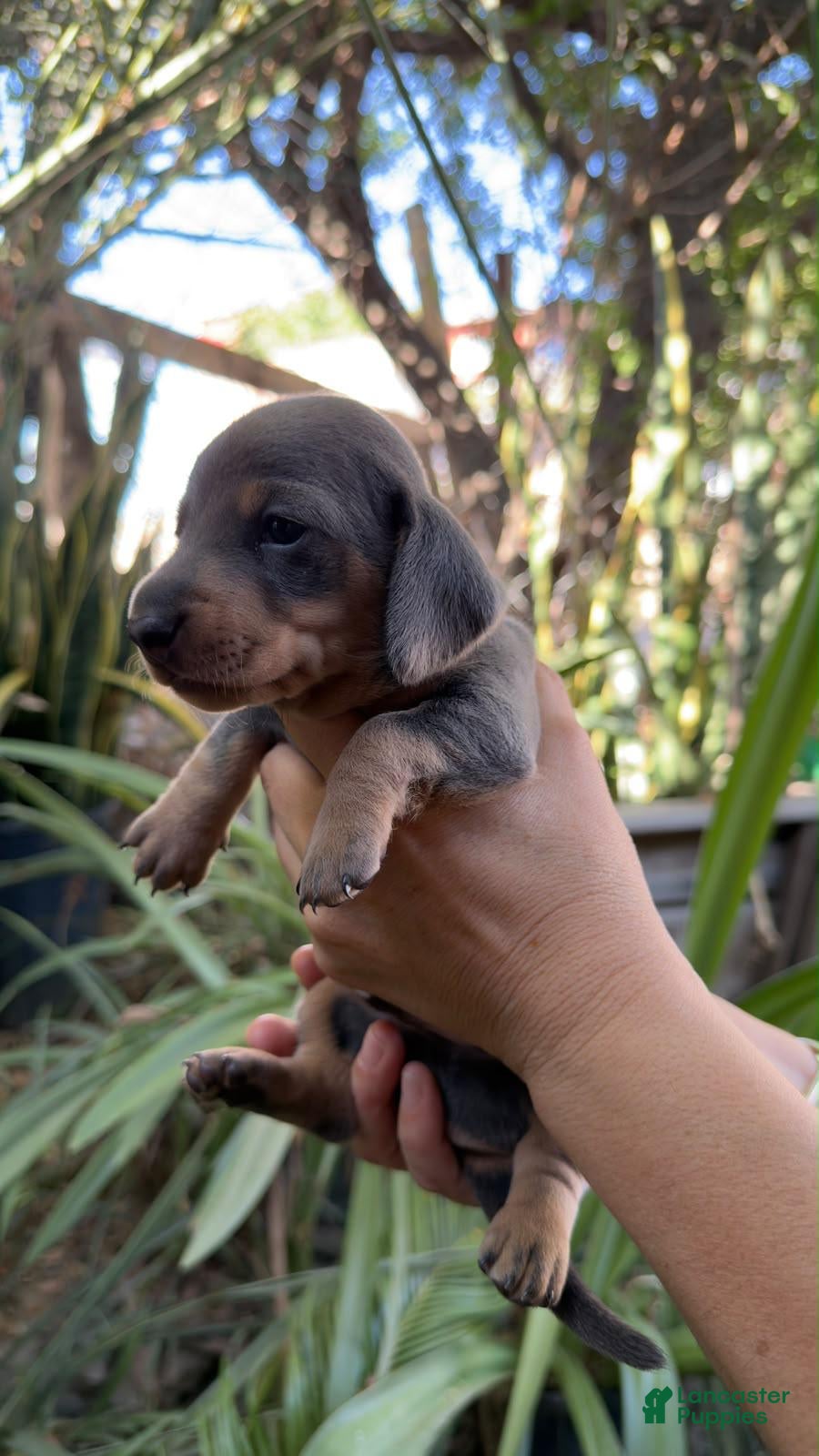 Miniature Dachshund dogs Miniature Dachshund Isabea girl - Ad 2