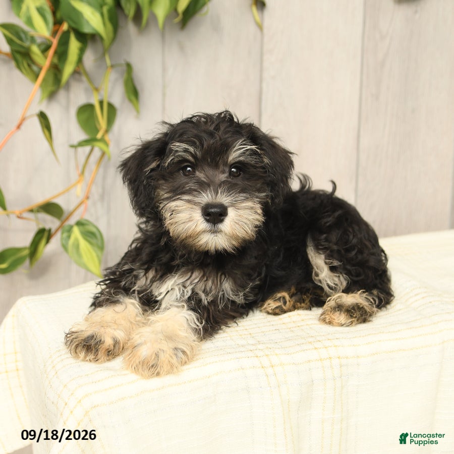 Miniature Schnauzer dogs for sale: Paxton - Ad 4