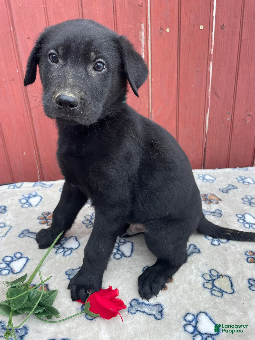 Sheprador dogs for sale: Victor - Ad 2