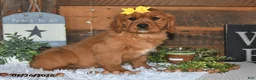 Miniature Golden Retriever dogs for sale: Fern - Ad 3