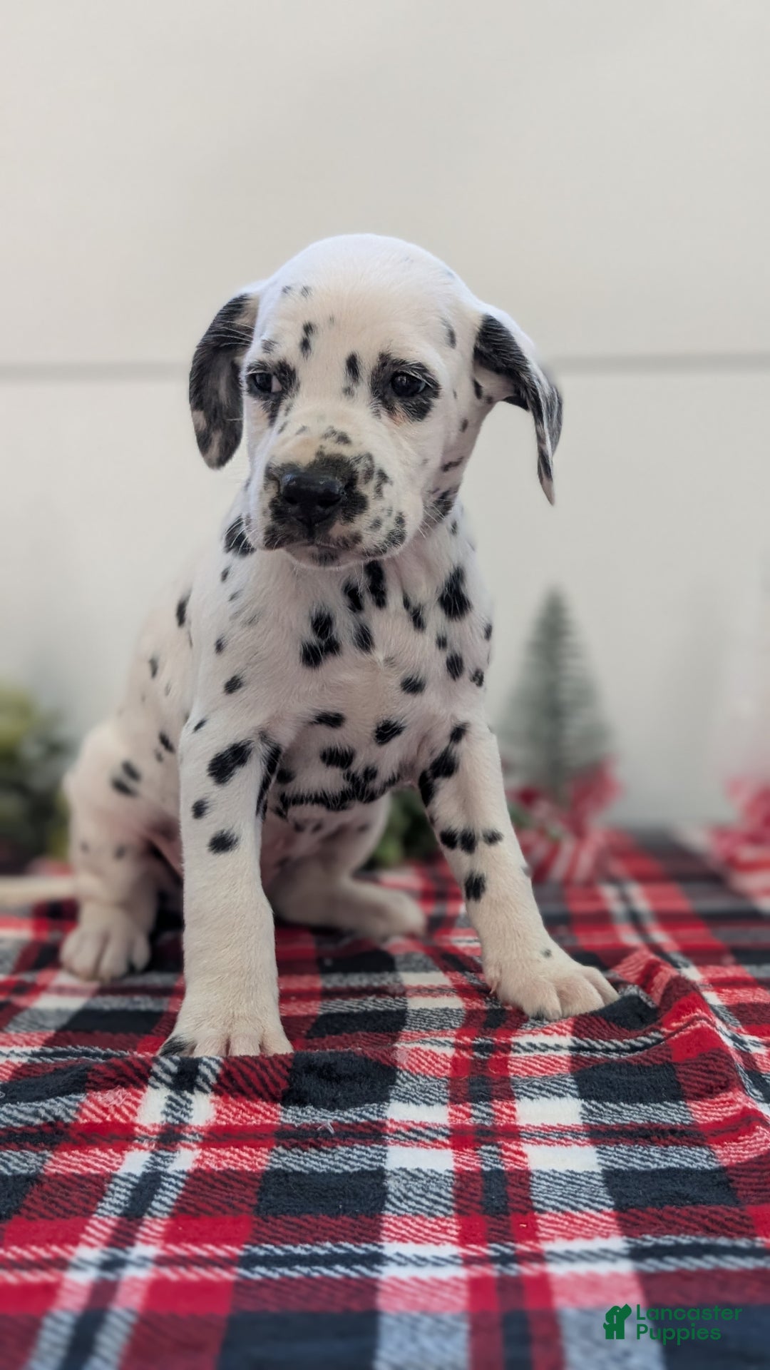Dalmatian dogs for sale: Sweetie  - Ad 4