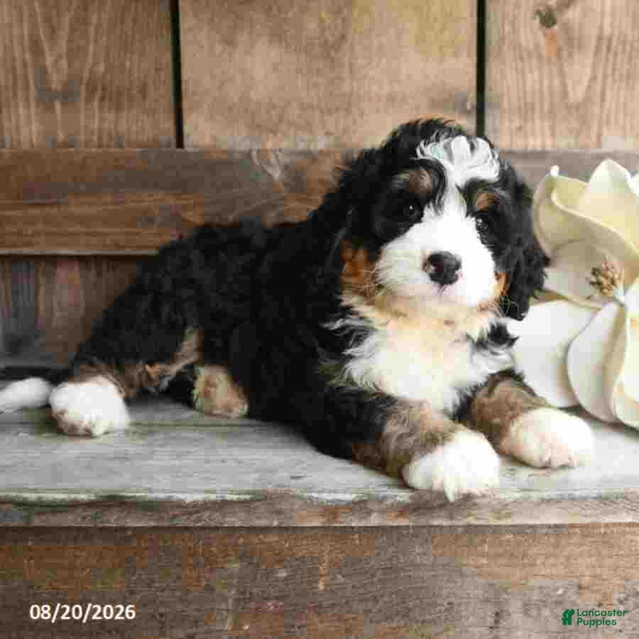 Mini Bernedoodle dogs Daisy - Ad 2