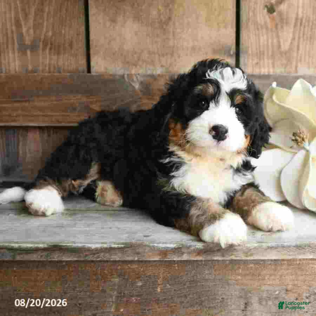 Mini Bernedoodle dogs for sale: Daisy - Ad 2