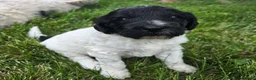 Newfypoo dogs for sale: Starry - Ad 5