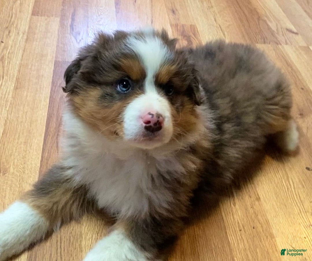 Australian Shepherd dogs for sale: Jackson - Ad 2