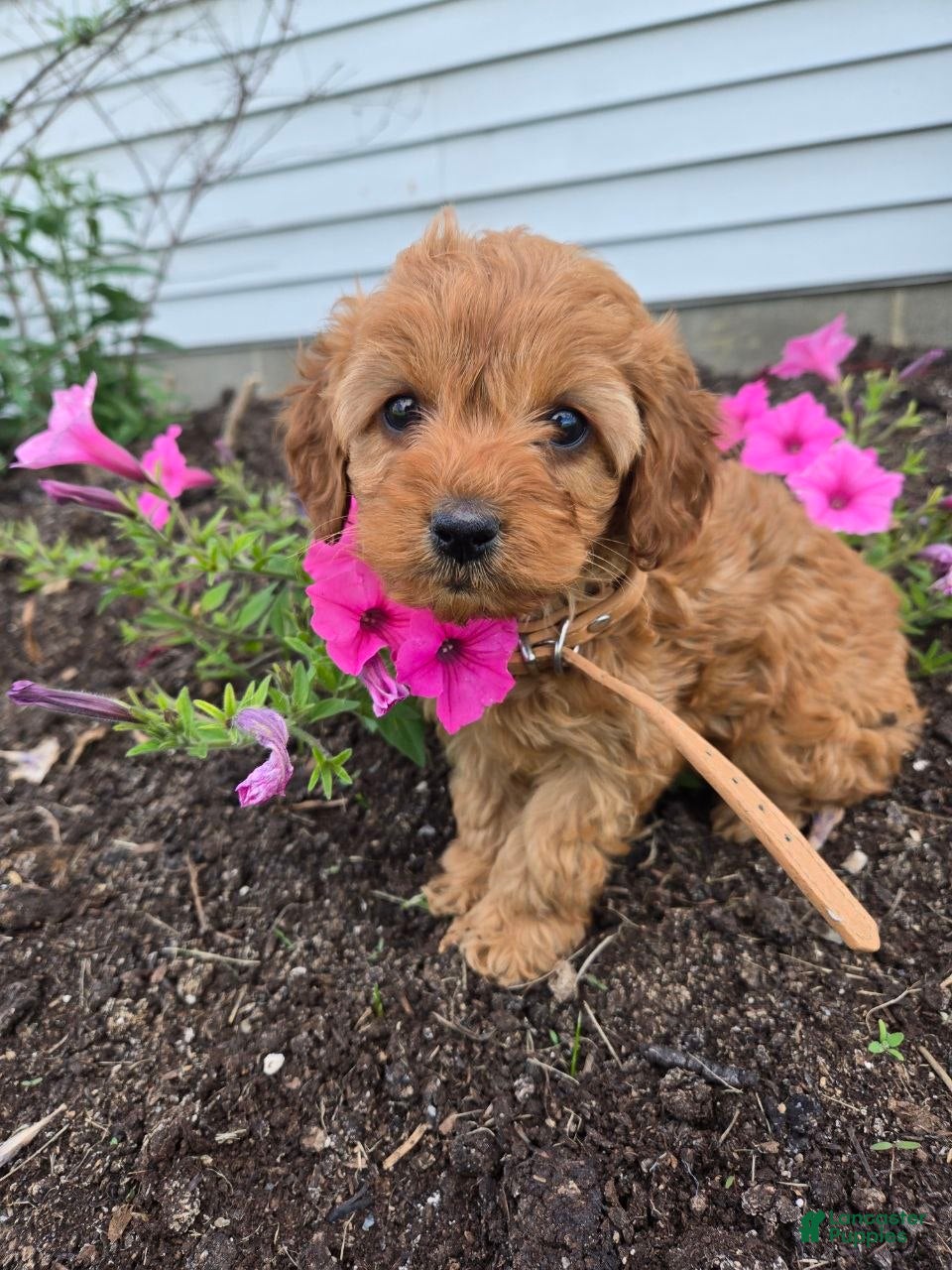 Cockapoo dogs Bonny - Ad 1