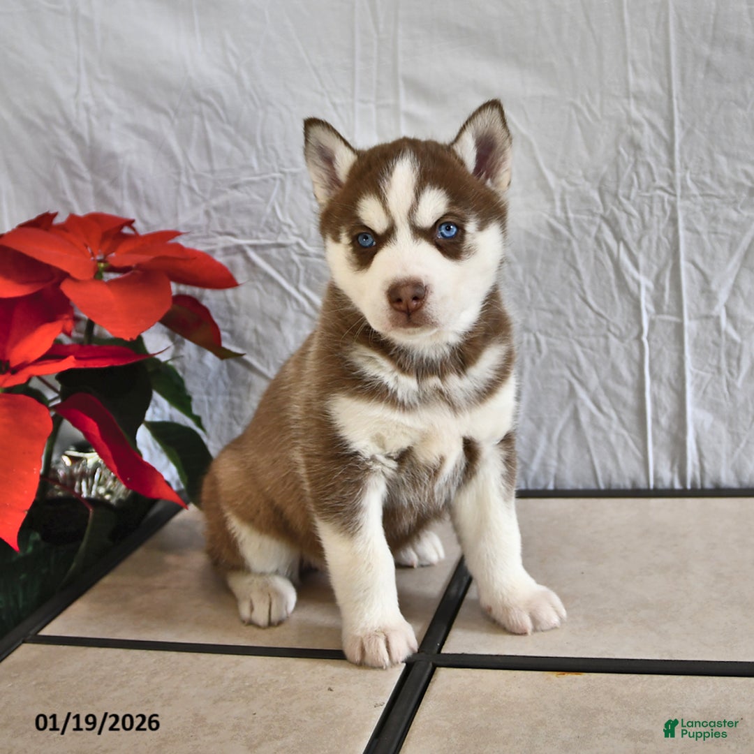 Siberian Husky dogs for sale: Paula - Ad 1