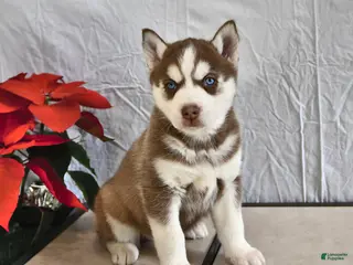 Siberian Husky dogs Paula - Ad 12