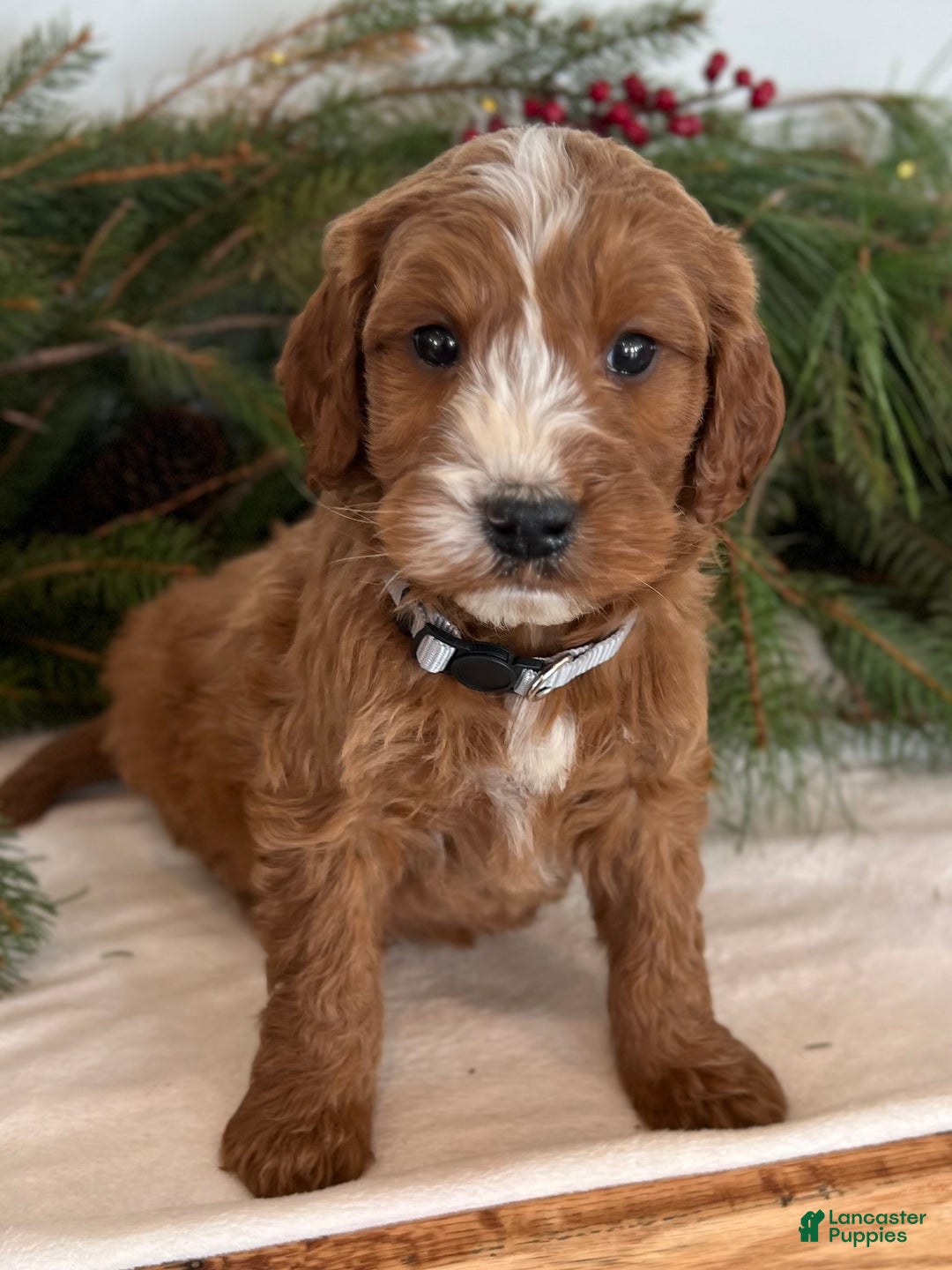 Irish Doodle dogs for sale: Asher - Ad 16