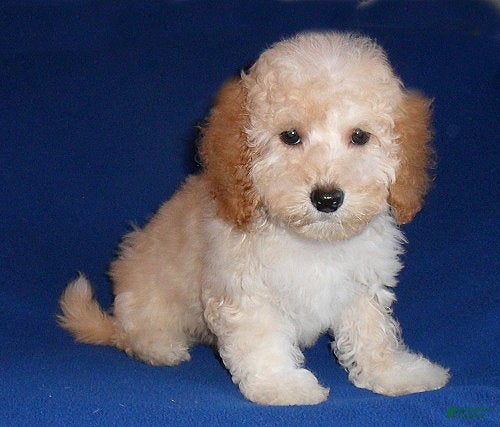 Shihpoo dogs Nugget - Ad 2