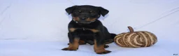 Rottweiler dogs for sale: Bruce  - Ad 2