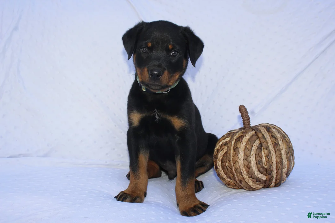 Rottweiler dogs for sale: Bruce  - Ad 2