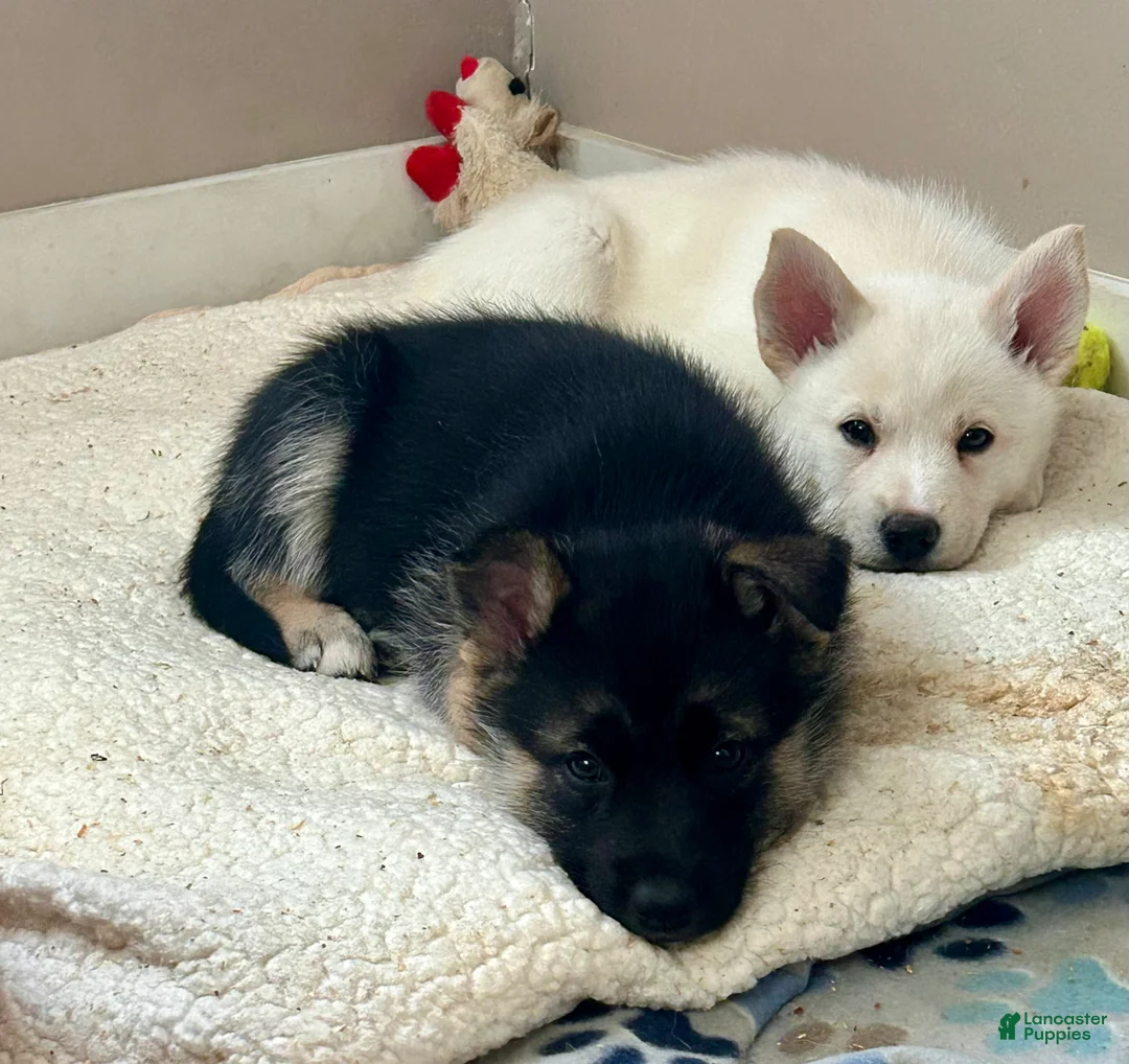 Gerberian Shepsky dogs for sale: (Light pink collar) Gerberian Shepsky Puppy 4 - Ad 1