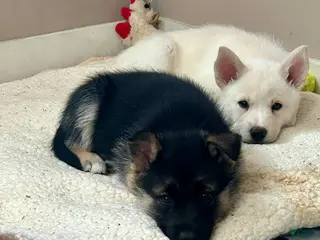 Gerberian Shepsky dogs (Light pink collar) Gerberian Shepsky Puppy 4 - Ad 21