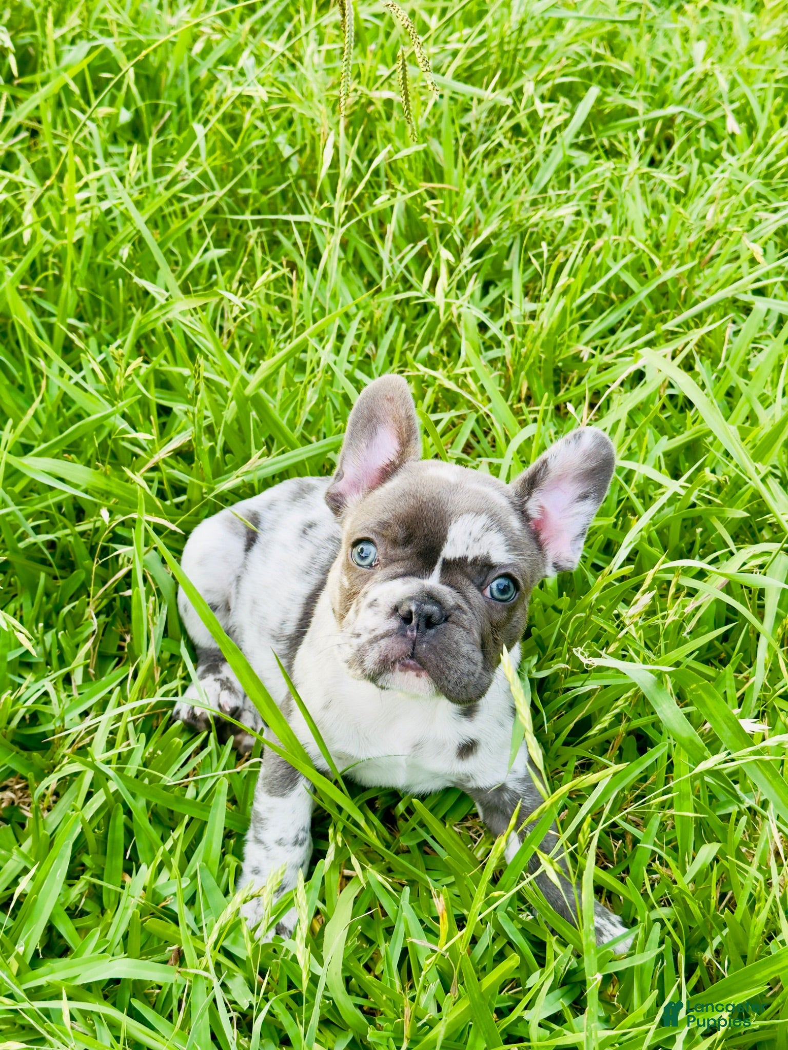 French Bulldog dogs French Bulldog merle - Ad 16