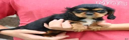 Cavalier King Charles Spaniel dogs for sale: Jalena  - Ad 4
