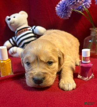 Golden Retriever dogs Rosie - Ad 33