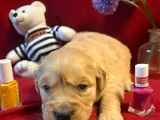 Golden Retriever dogs Rosie - Ad 41