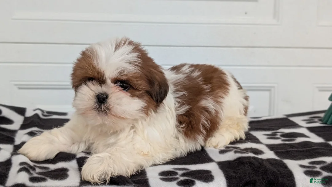Shih Tzu dogs for sale: Parker - Ad 9