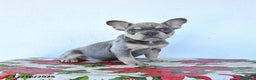 French Bulldog dogs for sale: Violet - Ad 4