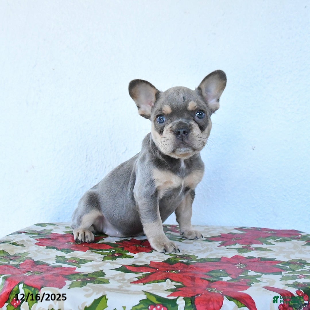 French Bulldog dogs for sale: Violet - Ad 4