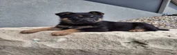German Shepherd dogs for sale: Karl - Ad 3