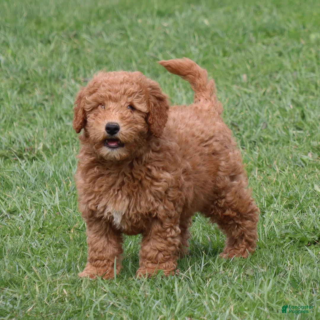 Mini Goldendoodle dogs for sale: Cassie - Ad 1