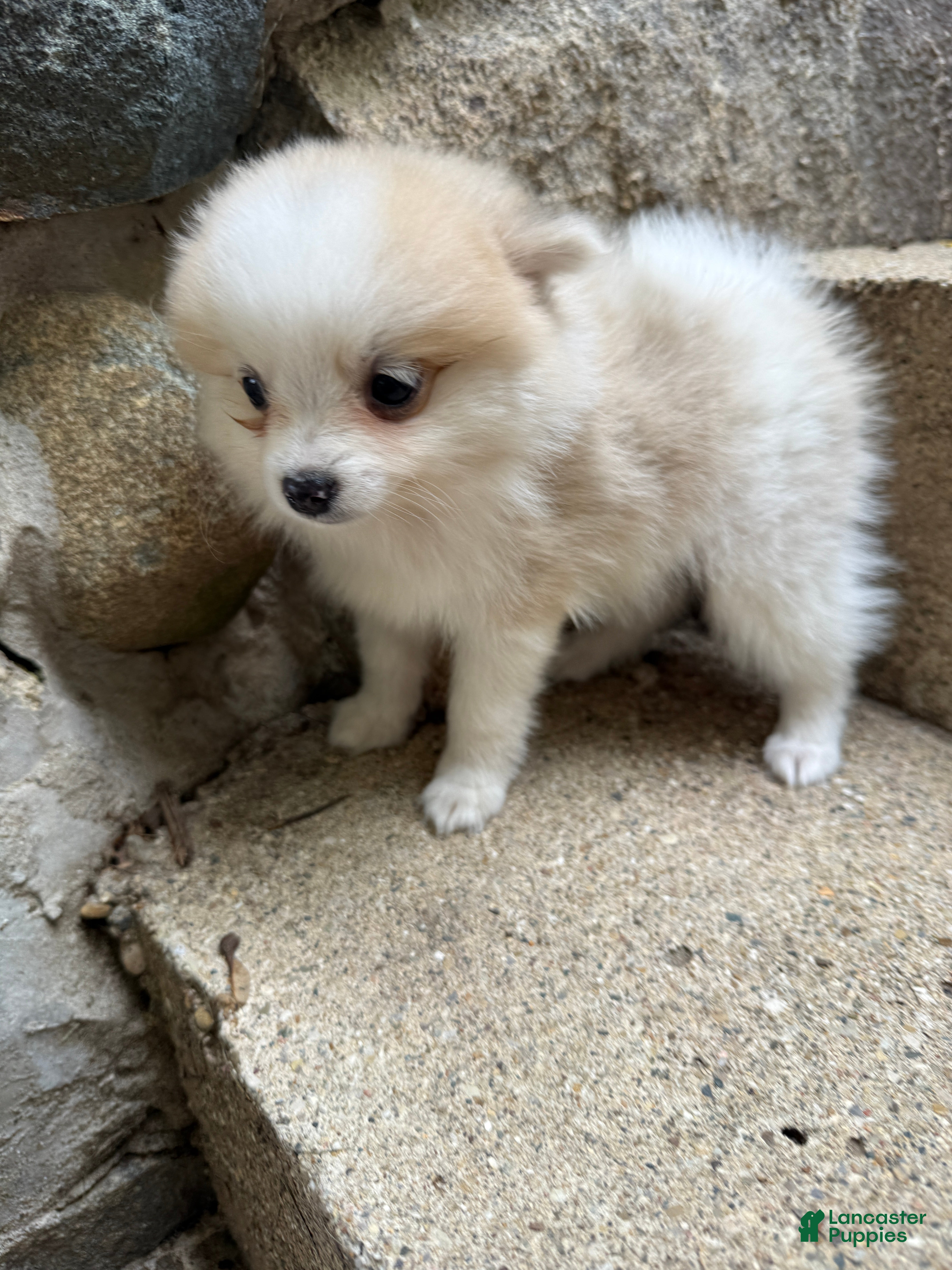 Pomeranian dogs Rachelle - Ad 2