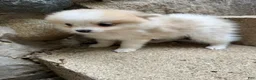 Pomeranian dogs for sale: Rachelle - Ad 2