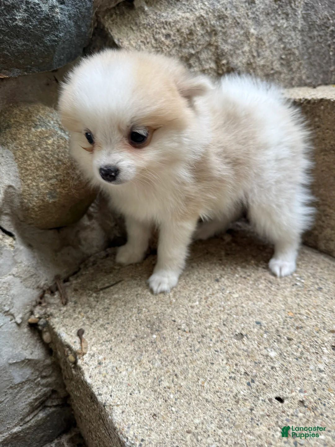 Pomeranian dogs for sale: Rachelle - Ad 2